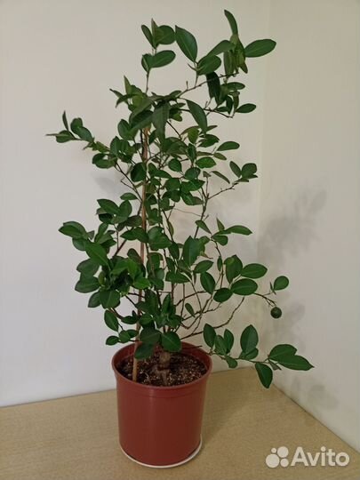 Цитрусовое дерево