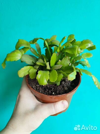 Комнатные цветы