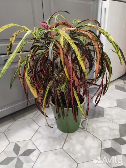 Кротоны (Кодиеум) ассорти