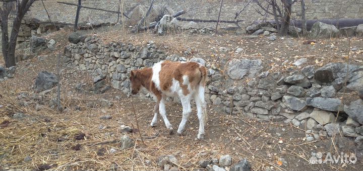 Телята бычки