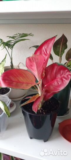 Сортовые аглаонемы