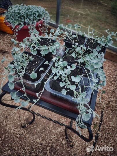 Уличные растения