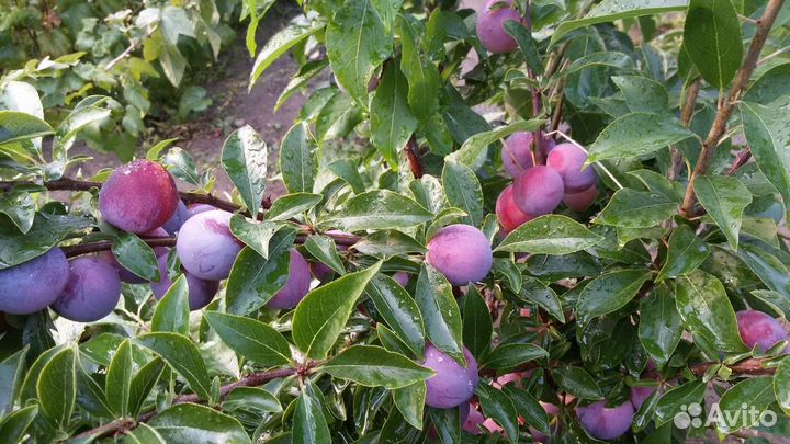 Слива Маньчжурская красавица