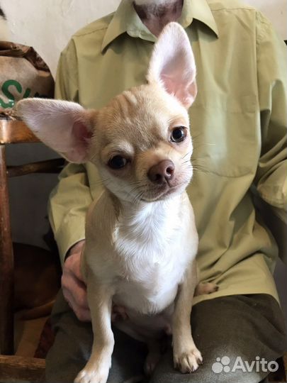 Мальчик подрощенный