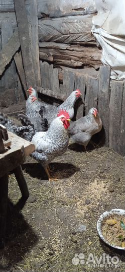 Петушок породистый