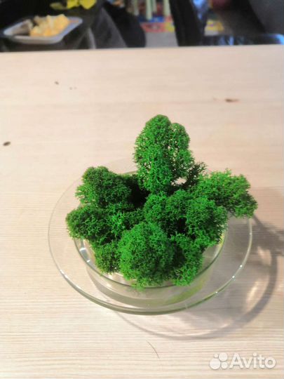 Стабилизированный мох в вазе стекло