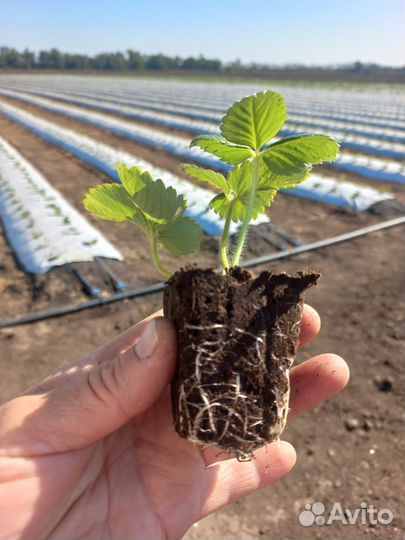 Кассетная рассада клубники