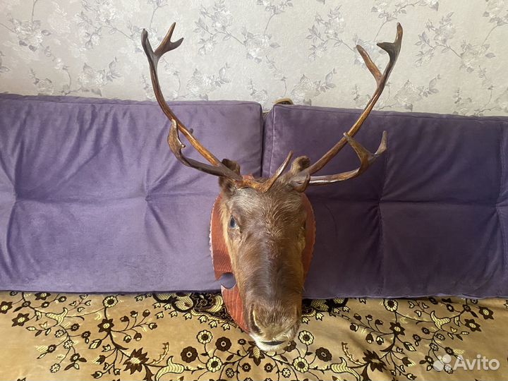 Голова оленя