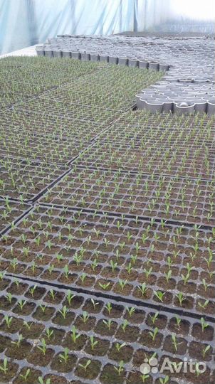 Рассада овощных культур (баклажан,помидор,перец)