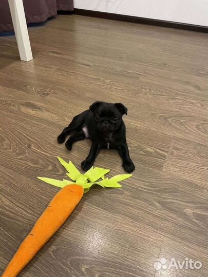 Чёрный мопс кобель для вязки