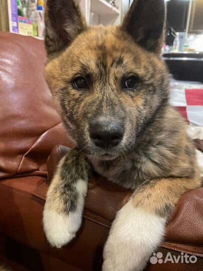 Акита-ину вязка кобель