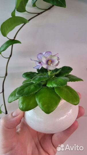 Сортовые фиалки цветущие