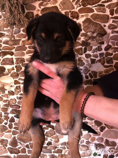 Щенок от овчарки, метис, девочка