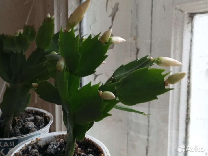 Декабрист жëлтый