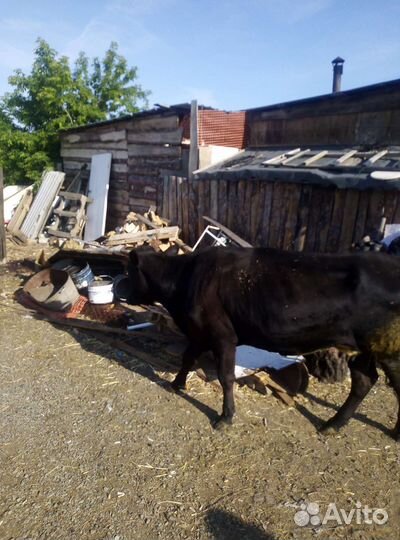 Корова первотелка
