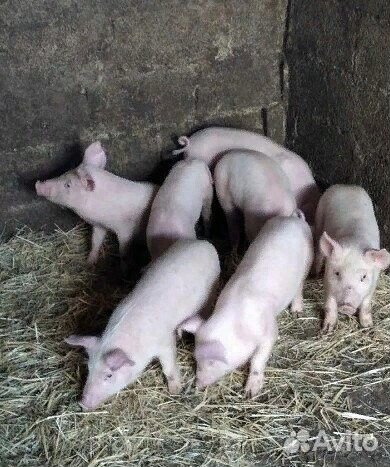 Поросенок см 1