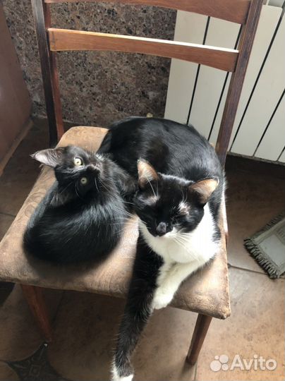 Кошка и котёнок (девочка) в добрые руки