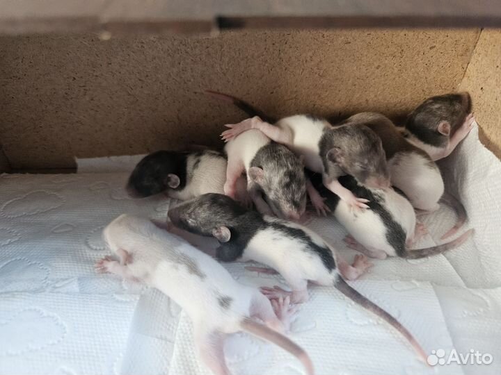 Домашние животные крысы