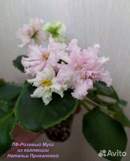 Фиалки стандарты детки и пасынки