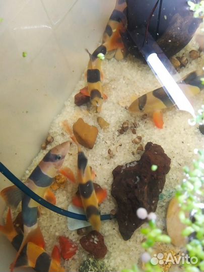 Боция клоун