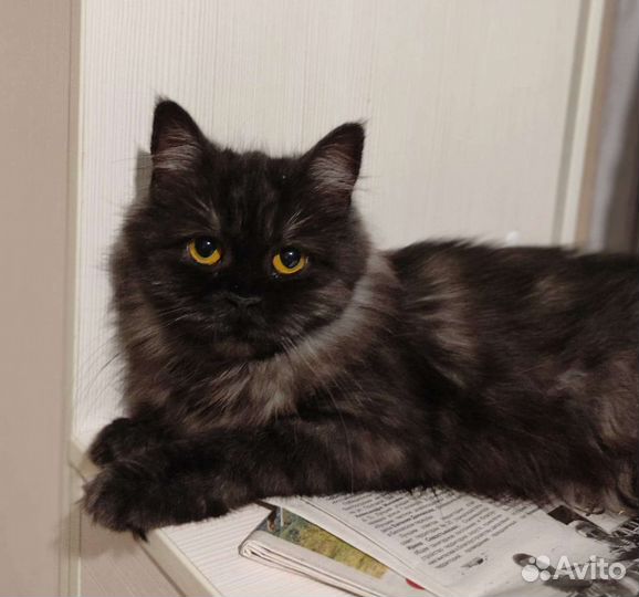Шикарная кошечка