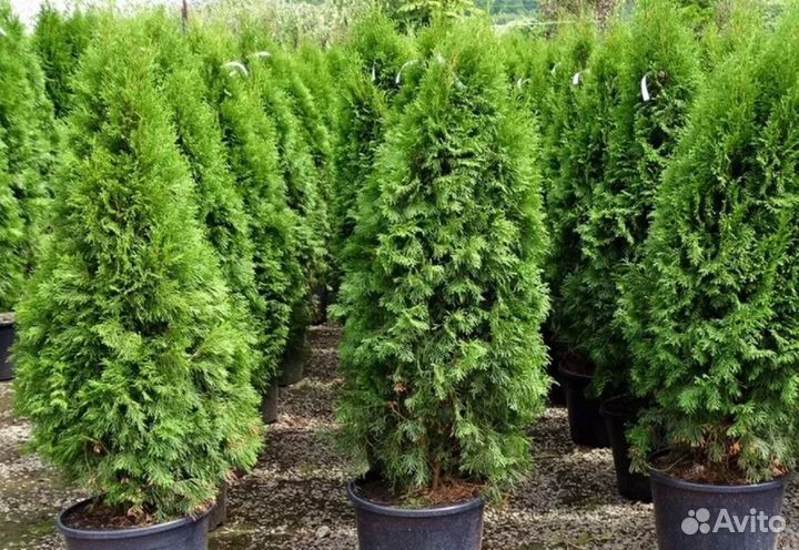 Туя Смарагд