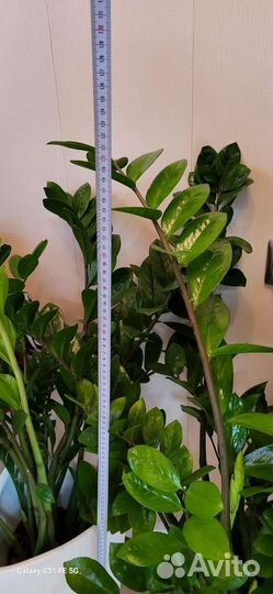 Замиокулькас