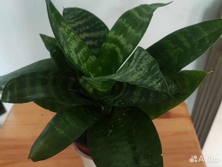 Сансевиерия Хана и другие комнатные цветы