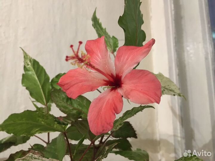 Гибискус купера (copper) розовый пестролистный