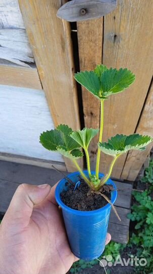 Рассада клубники