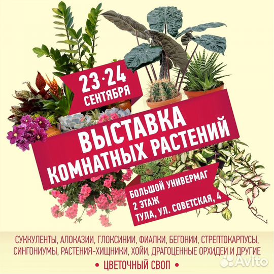 Суккуленты