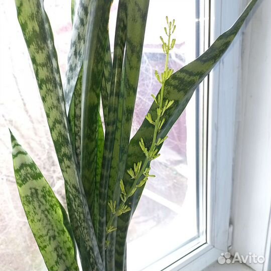 Сансевиерия