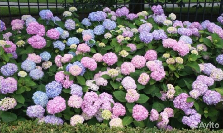 Гортензия крупнолистная 