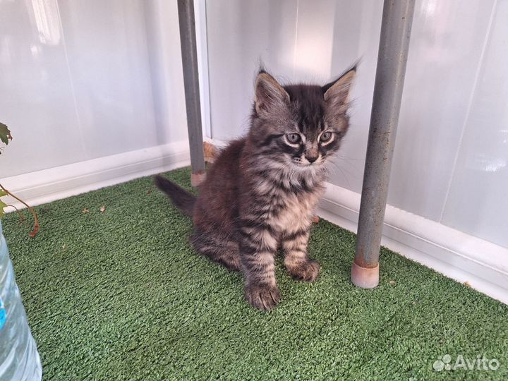 Котята в добрые руки бесплатно