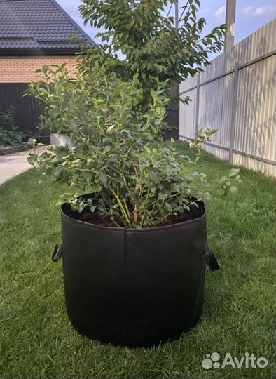 Голубика 3,5 года