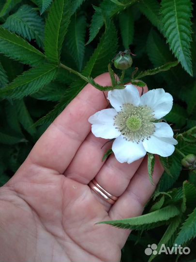 Малина земляничная (Тибетская)