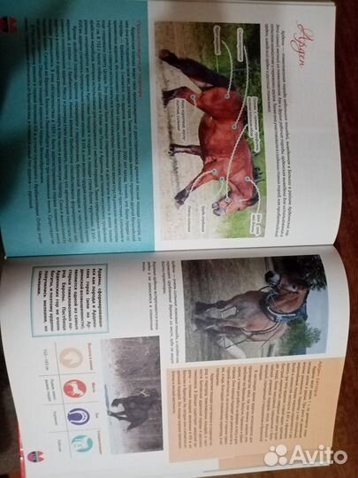 Книга про лошадей