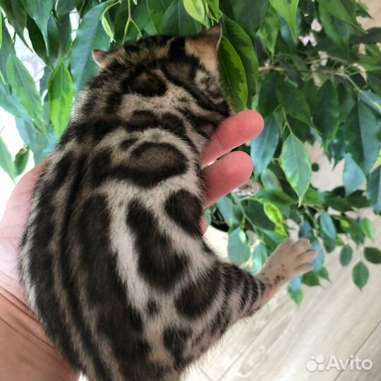 Бенгальские котята