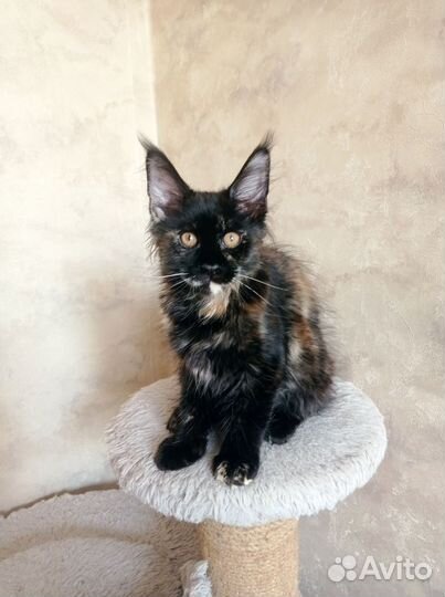 Мейн-кун с документами