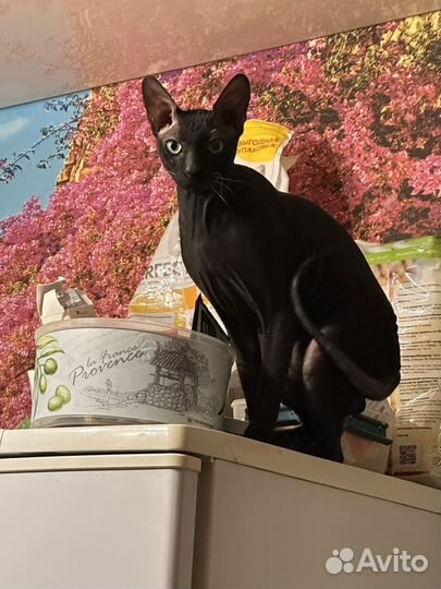 Донской сфинкс вязка