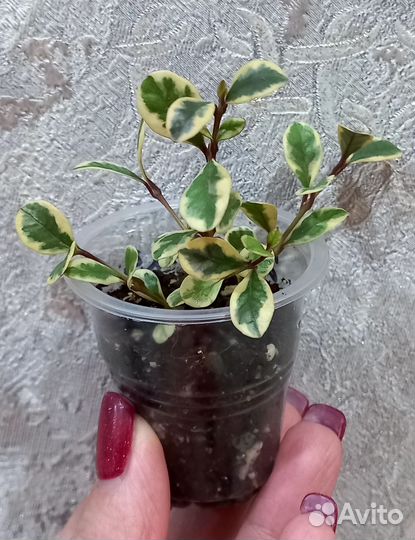 Лофомиртус Магический и Красный дракон