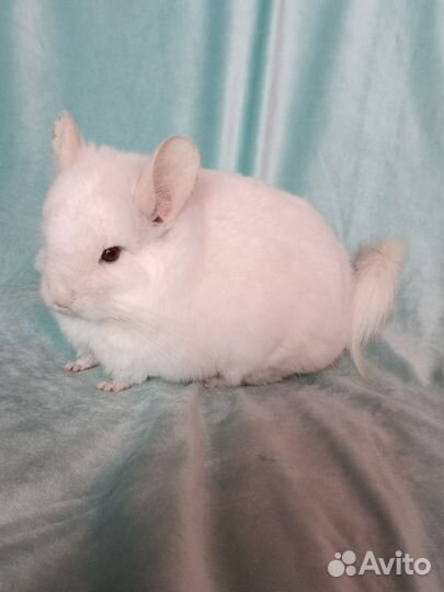 Шиншилла ангора