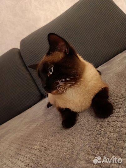 Тайские котята