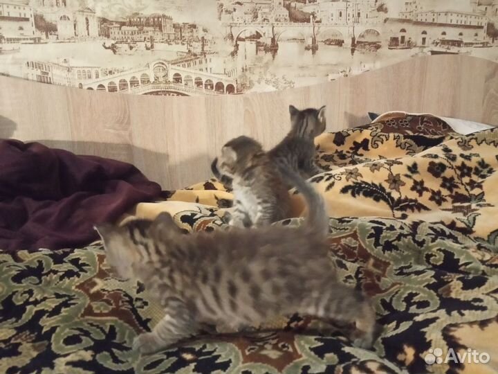 Котята добрые руки