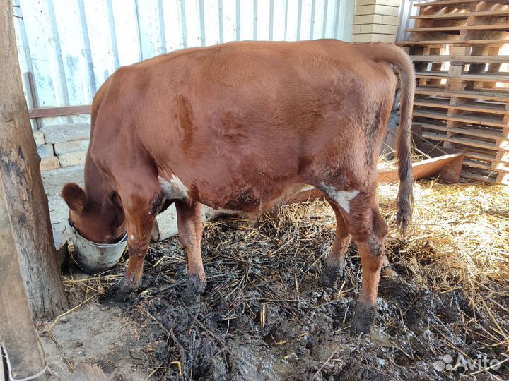Бычки на откорм