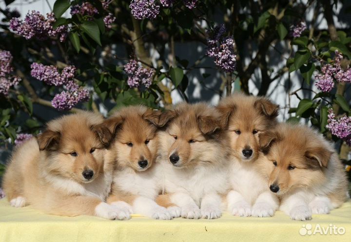 Прелестные щенки колли