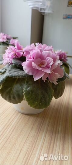 Фиалка розовая в горшках