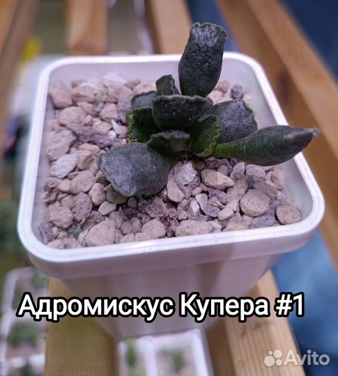 Суккуленты Адромискус Купера