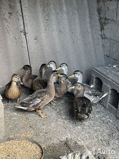 Дикая утка кряква