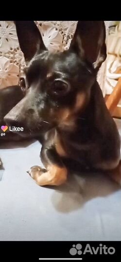 Где наш Тайсон